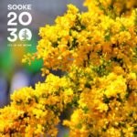 Survey Invitation: Royal Roads University Student Conducts Research on Scotch Broom Management in Sooke Region