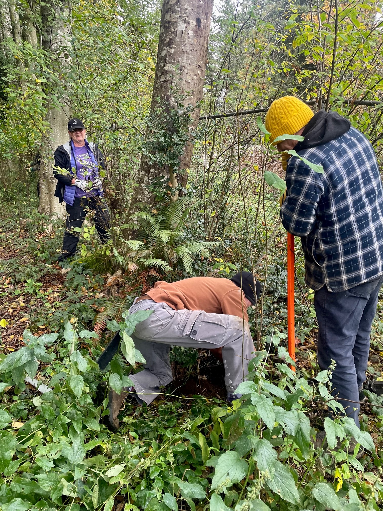 Three people working in a forested area, removing invasive plants. One person is bent down pulling up plants from the ground, while another stands nearby holding an orange tool. A third person, wearing a purple jacket and cap, watches and smiles. The area is filled with greenery, ferns, and trees, with a metal fence visible in the background.