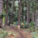 A group of volunteers participates in a park clean-up event at Pineridge Park. Surrounded by tall trees, volunteers in rain jackets work on removing invasive plants, with brown paper yard waste bags filled with debris placed along the forest path. The park has a natural forest setting with greenery and a dirt trail, creating a peaceful, outdoor work environment.