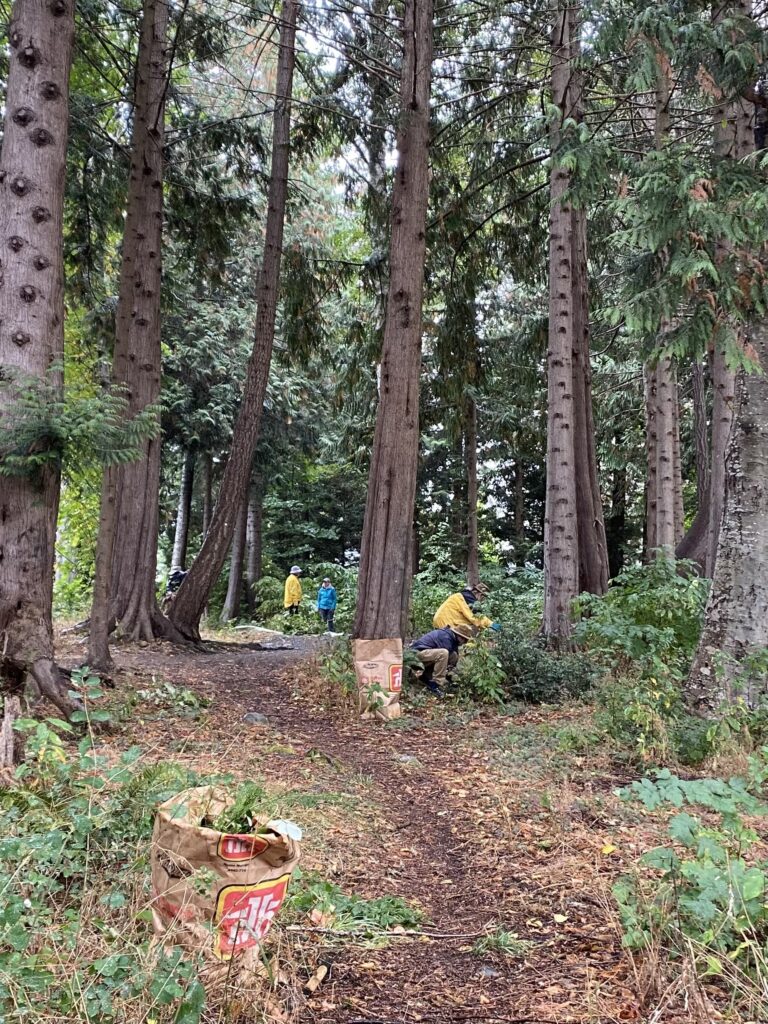 A group of volunteers participates in a park clean-up event at Pineridge Park. Surrounded by tall trees, volunteers in rain jackets work on removing invasive plants, with brown paper yard waste bags filled with debris placed along the forest path. The park has a natural forest setting with greenery and a dirt trail, creating a peaceful, outdoor work environment.